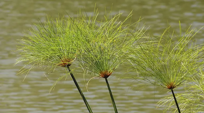 Papyrus Swamp Walk