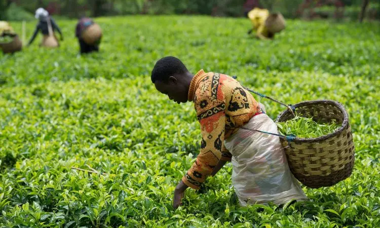 Kivu Belt Coffee Tour