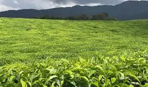 Tea Plantation Experience · Rutsiro