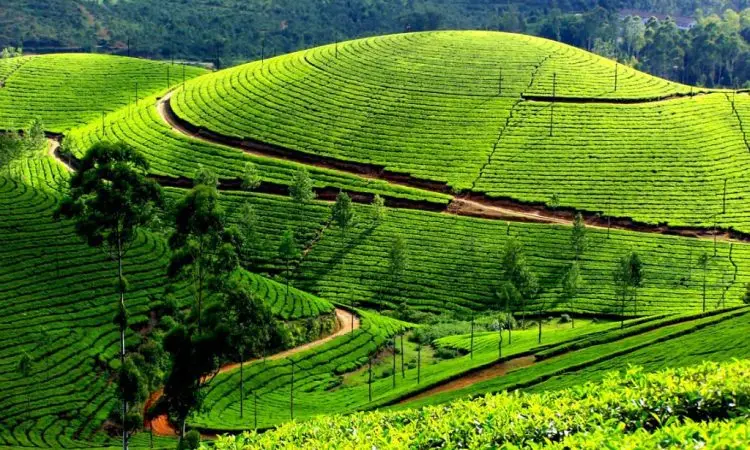 Rwanda Tea Trails – Rutsiro, Karongi & Rubavu