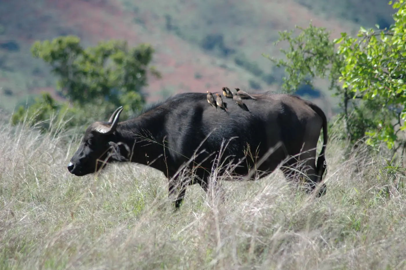 Rwanda landscapes slideshow image 3