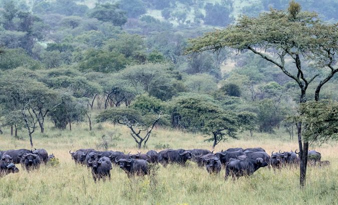Akagera National Park Safari