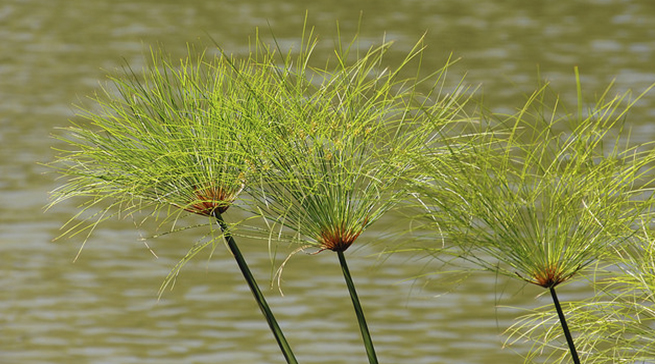 Papyrus Swamp Walk