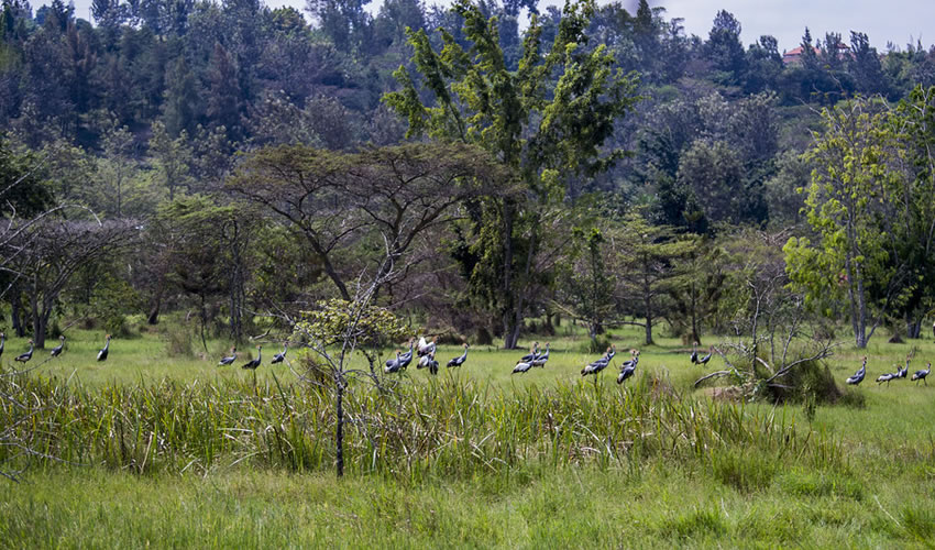 Umusambi Village