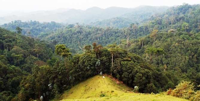 Gishwati-Mukura National Park