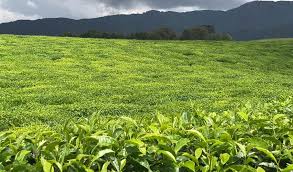 Rutsiro Tea Plantation